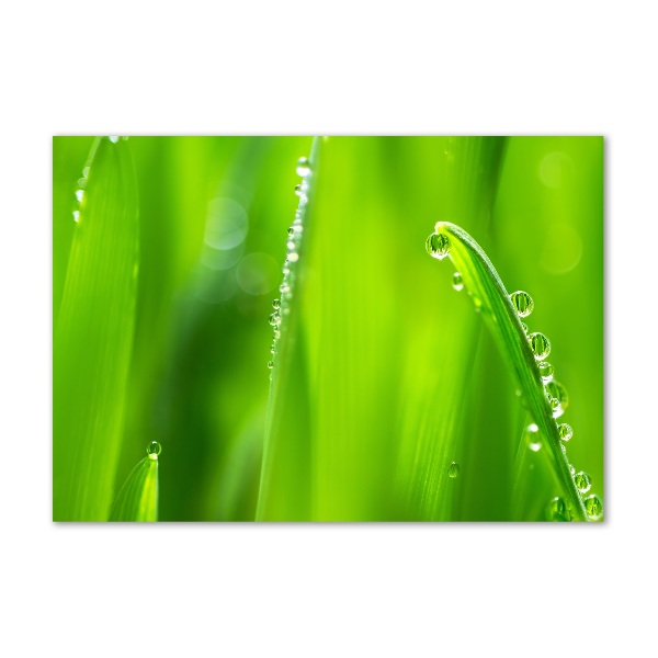 Acrylglas-Druck Junger Hafer