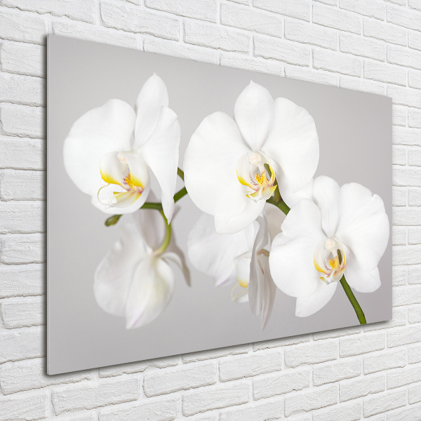 Bild auf Acrylglas Orchidee