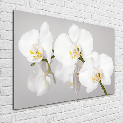 Bild auf Acrylglas Orchidee
