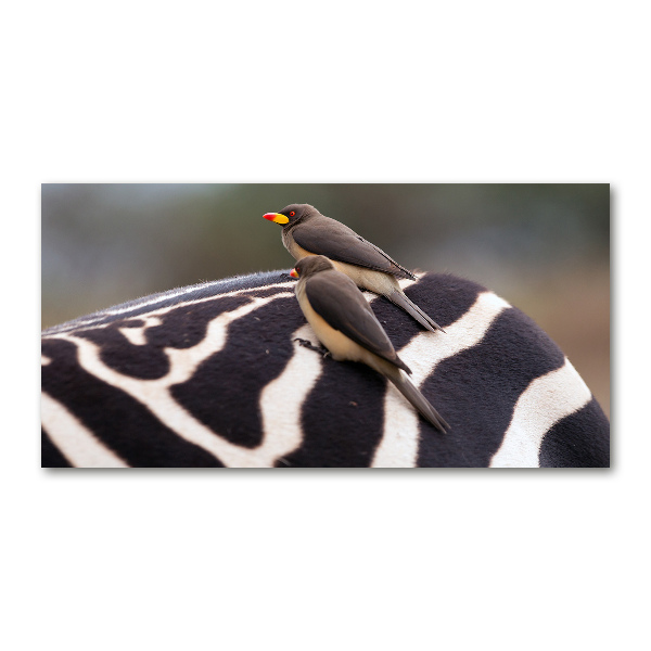Foto auf Acryl Vögel und Zebras