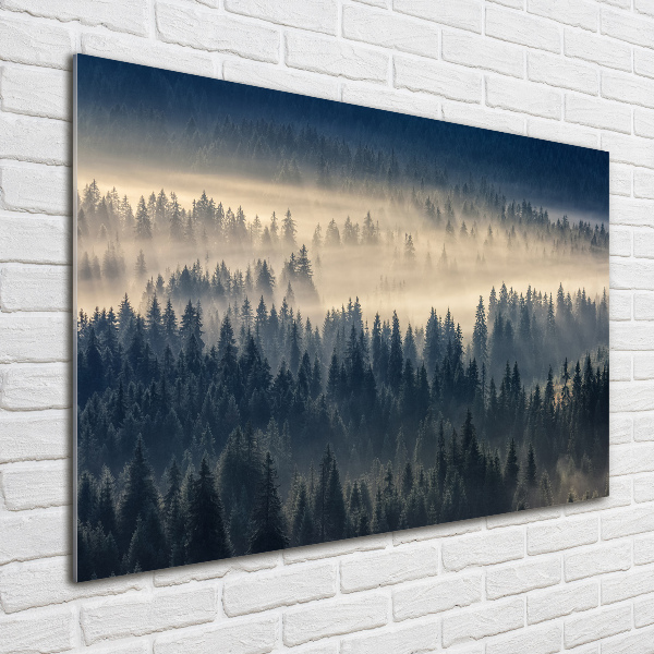 Bild auf Acrylglas Nebel über dem Wald