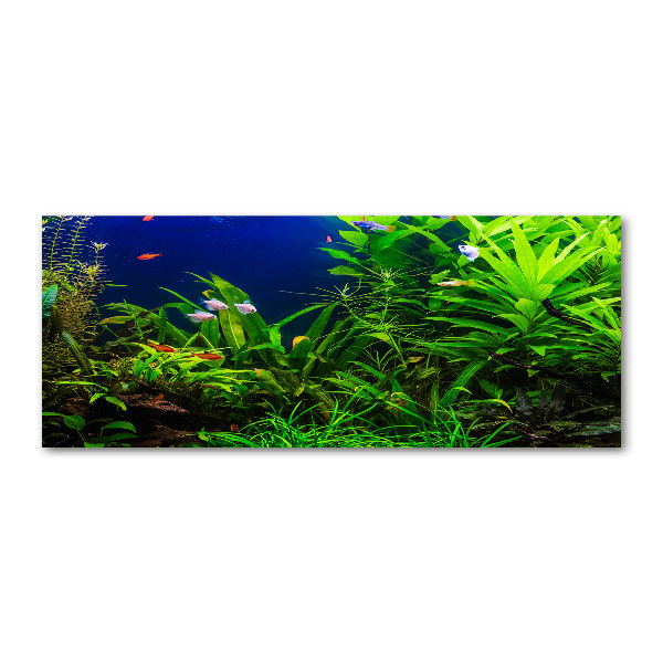 Acrylbild Fotodruck Fische im Aquarium