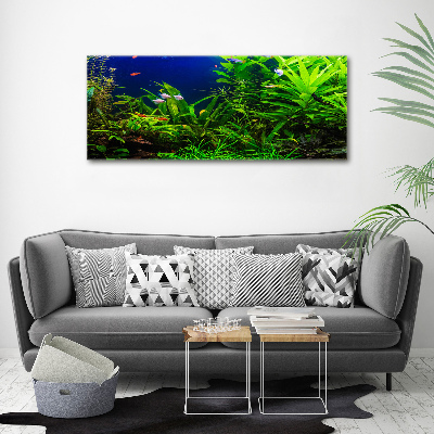 Acrylbild Fotodruck Fische im Aquarium