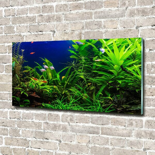 Acrylbild Fotodruck Fische im Aquarium