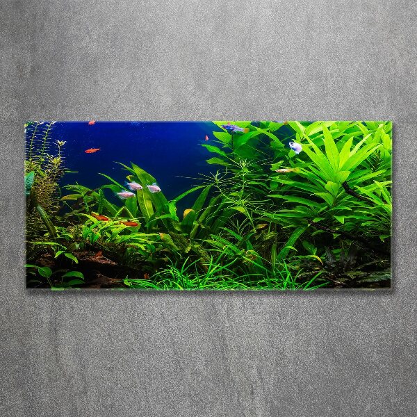 Acrylbild Fotodruck Fische im Aquarium
