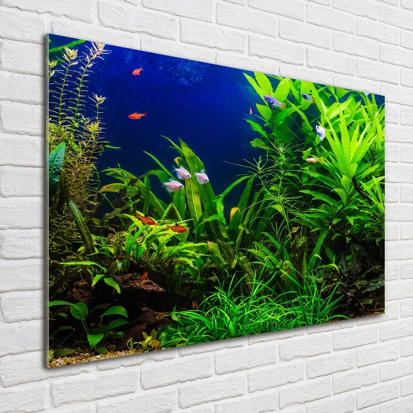 Acrylbild Fotodruck Fische im Aquarium
