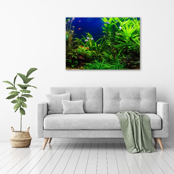 Acrylbild Fotodruck Fische im Aquarium