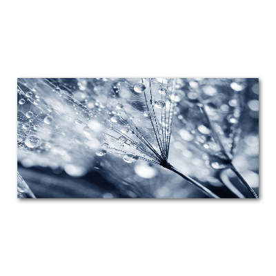 Acrylbild Fotodruck Löwenzahnsamen