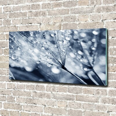 Acrylbild Fotodruck Löwenzahnsamen