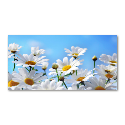 Acrylglas-Druck Gänseblümchen