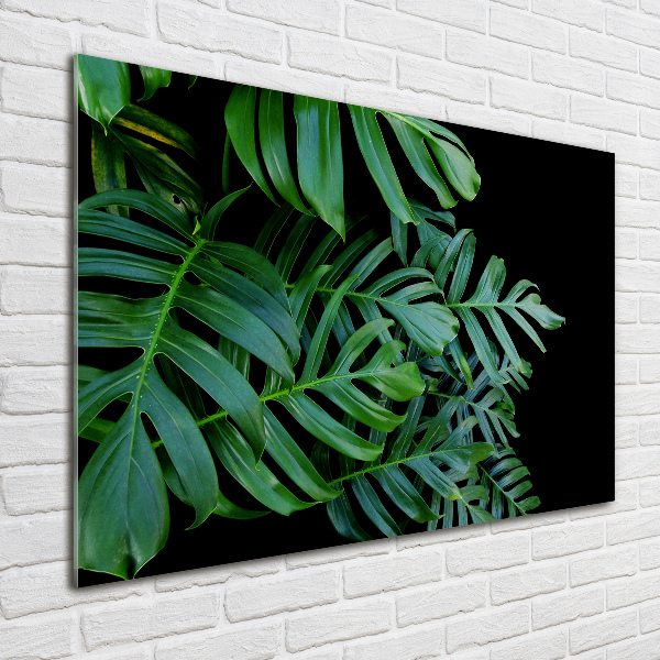 Foto auf Acryl Monstera