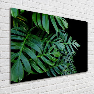 Foto auf Acryl Monstera