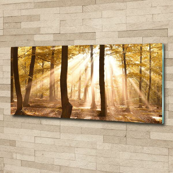 Acrylbild Fotodruck Wald im Herbst