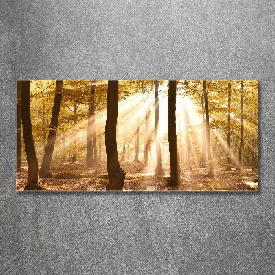 Acrylbild Fotodruck Wald im Herbst