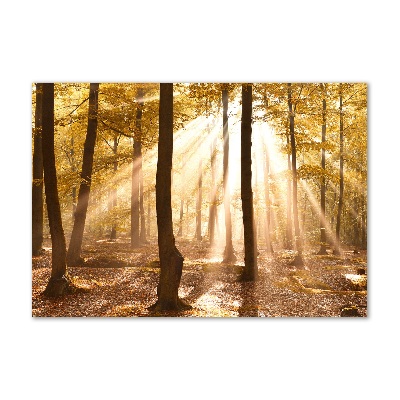 Acrylbild Fotodruck Wald im Herbst