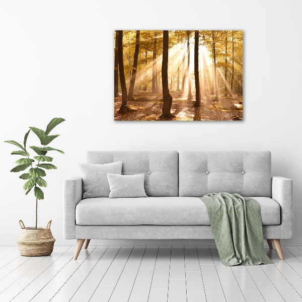Acrylbild Fotodruck Wald im Herbst