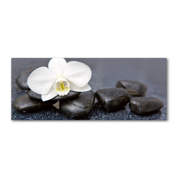 Acrylglas-Druck Orchidee