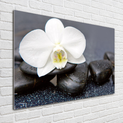 Acrylglas-Druck Orchidee