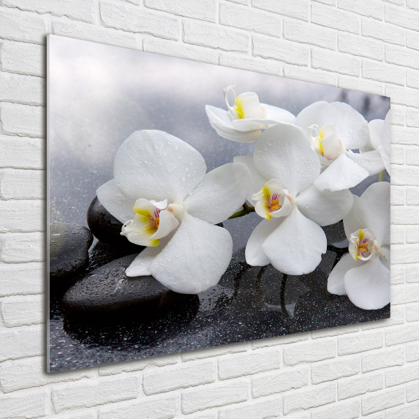 Acrylbild Fotodruck Orchidee