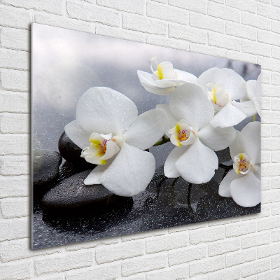 Acrylbild Fotodruck Orchidee