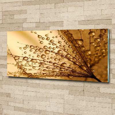 Acrylbild Fotodruck Löwenzahnsamen