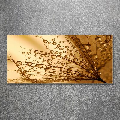 Acrylbild Fotodruck Löwenzahnsamen