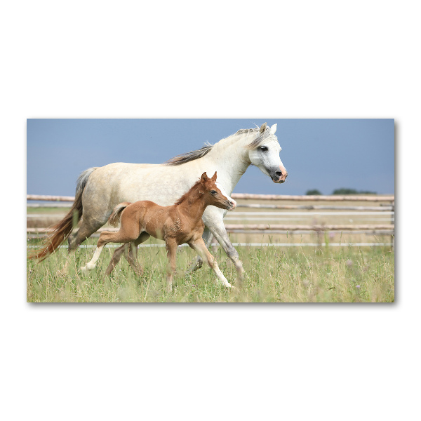 Acrylbild Fotodruck Stute mit Fohlen