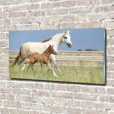 Acrylbild Fotodruck Stute mit Fohlen