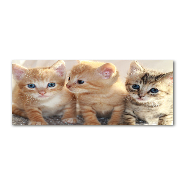 Acrylglas-Druck Kleine Katzen
