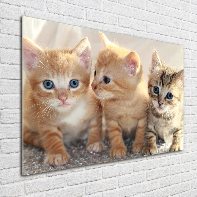 Acrylglas-Druck Kleine Katzen