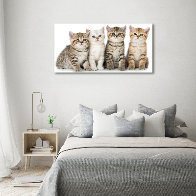 Foto auf Acryl Kleine Katzen