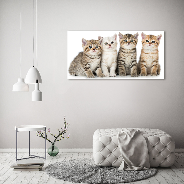 Foto auf Acryl Kleine Katzen