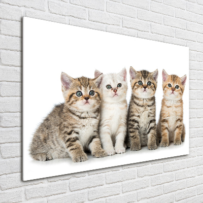 Foto auf Acryl Kleine Katzen