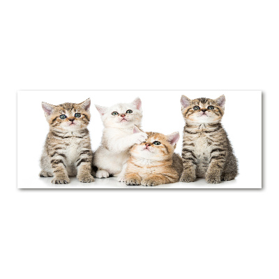 Acrylbild Fotodruck Kleine Katzen