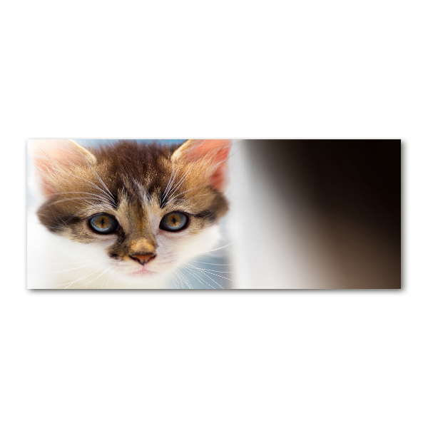 Acrylglas-Druck Kleine Katze