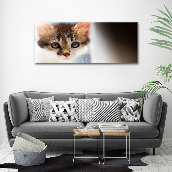 Acrylglas-Druck Kleine Katze