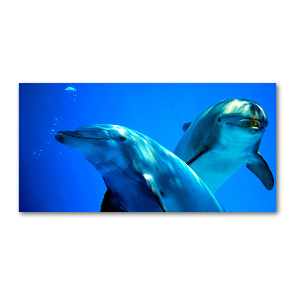 Foto auf Acryl Zwei Delfine