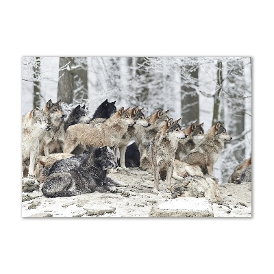 Acrylbild Fotodruck Wölfe im Winter