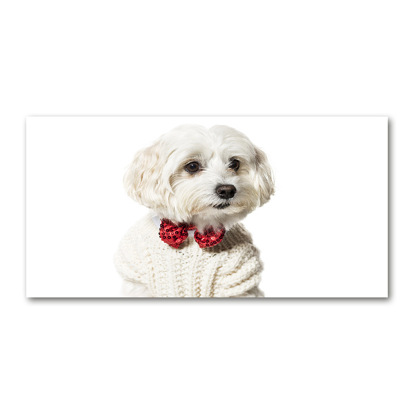 Acrylglas-Druck Malteser mit Fliege