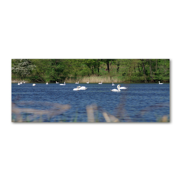 Acrylbild Fotodruck Weiße Schwäne