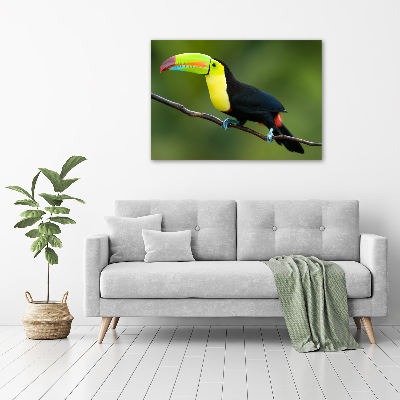 Foto auf Acryl Tukan