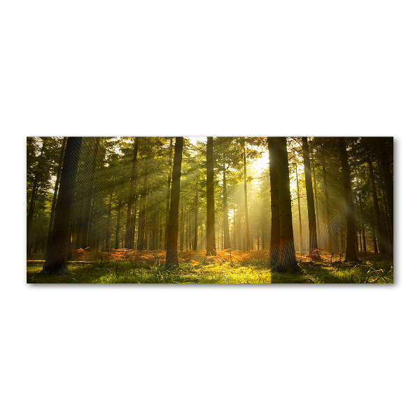 Bild auf Acrylglas Wald in der Sonne