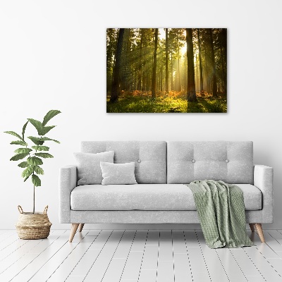 Bild auf Acrylglas Wald in der Sonne