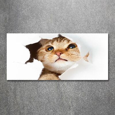 Foto auf Acryl Katze im Loch