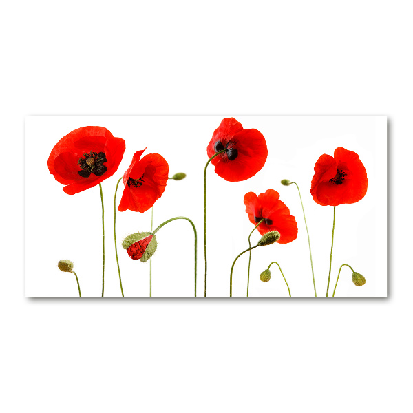 Foto auf Acryl Mohnblumen