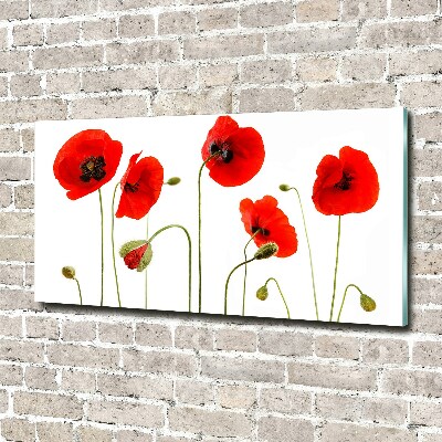 Foto auf Acryl Mohnblumen