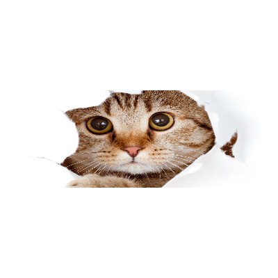 Acrylbild Fotodruck Katze