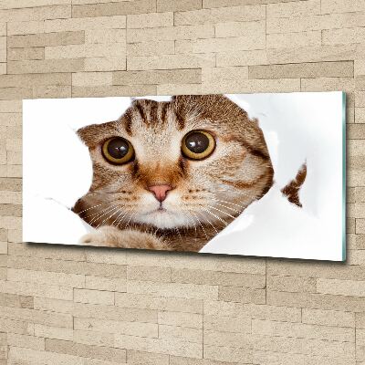 Acrylbild Fotodruck Katze