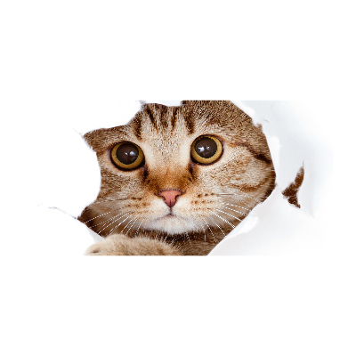 Acrylbild Fotodruck Katze