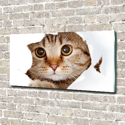 Acrylbild Fotodruck Katze